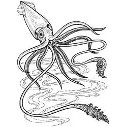 Dibujo de Calamar nadando con largos tentáculos para colorear Dibujo de Calamar nadando con largos tentáculos para colorear