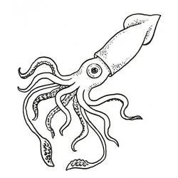 Dibujo de Calamar con largos tentáculos ondulantes para colorear Dibujo de Calamar con largos tentáculos ondulantes para colorear