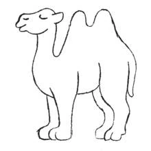 Camello - Dibujos para colorear gratis