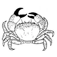 Dibujo de Cangrejo visto de frente con pinzas levantadas para colorear