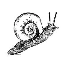 Dibujo de Caracol con su concha en espiral para colorear Dibujo de Caracol con su concha en espiral para colorear