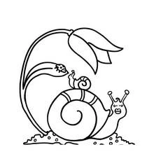 Dibujo de Caracol con un pequeño amigo caracol bajo una flor para colorear Dibujo de Caracol con un pequeño amigo caracol bajo una flor para colorear