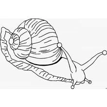Dibujo de Caracol arrastrándose con concha rayada para colorear Dibujo de Caracol arrastrándose con concha rayada para colorear