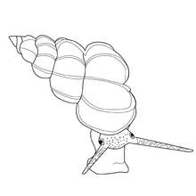 Dibujo de Caracol con concha en espiral alargada para colorear Dibujo de Caracol con concha en espiral alargada para colorear