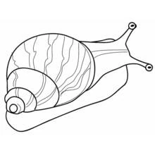 Dibujo de Caracol con concha en espiral y largas antenas para colorear Dibujo de Caracol con concha en espiral y largas antenas para colorear