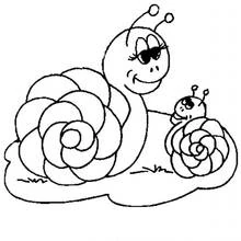 Dibujo de Caracol junto a su pequeño caracol para colorear Dibujo de Caracol junto a su pequeño caracol para colorear