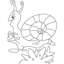 Dibujo de Caracol arrastrándose entre la hierba para colorear Dibujo de Caracol arrastrándose entre la hierba para colorear