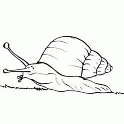 Dibujo de Caracol arrastrándose sobre la hierba para colorear Dibujo de Caracol arrastrándose sobre la hierba para colorear