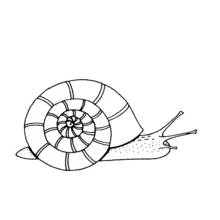 Dibujo de Caracol con su caparazón en espiral para colorear Dibujo de Caracol con su caparazón en espiral para colorear