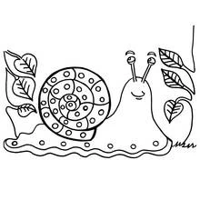 Dibujo de Caracol sonriente entre hojas para colorear Dibujo de Caracol sonriente entre hojas para colorear