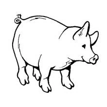Dibujo de Cerdo de pie con cola enroscada para colorear Dibujo de Cerdo de pie con cola enroscada para colorear