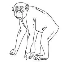 Dibujo de Chimpancé caminando a cuatro patas para colorear