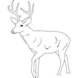 Dibujo de Ciervo con grandes cuernos de pie y atento para colorear