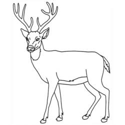 Ciervo - Dibujos para colorear gratis