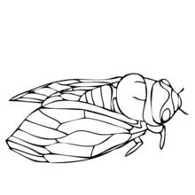 Cigarra - Dibujos para colorear gratis
