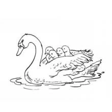 Cisne - Dibujos para colorear gratis