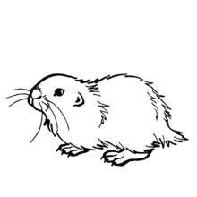 Cobaya - Dibujos para colorear gratis
