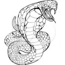 Dibujo de Cobra lista para atacar con la boca abierta para colorear