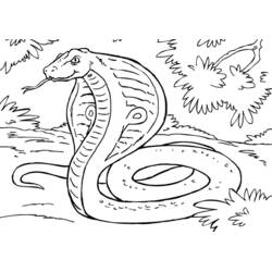 Dibujo de Cobra erguida entre la hierba para colorear