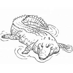 Dibujo de Cocodrilo flotando en el agua para colorear