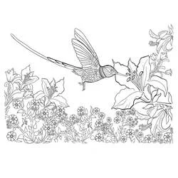 Dibujo de Colibrí libando una flor de lirio para colorear
