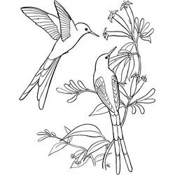 Dibujo de Colibrí volando y colibrí posado junto a flores para colorear