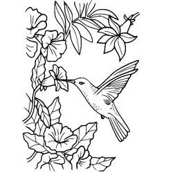 Dibujo de Colibrí alimentándose de flores para colorear