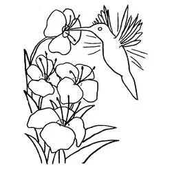 Dibujo de Colibrí con alas extendidas bebiendo de flores para colorear