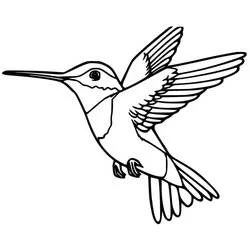 Dibujo de Colibrí con cuerpo dividido en pecho, ala y cola para colorear