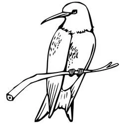Dibujo de Colibrí posado en una rama para colorear