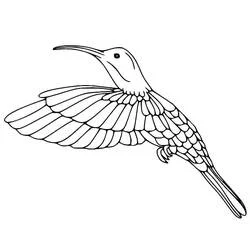 Dibujo de Colibrí en pleno vuelo para colorear