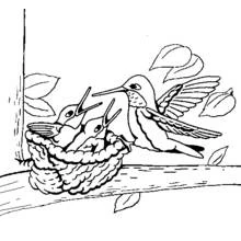 Dibujo de Colibrí alimentando a sus polluelos en el nido para colorear