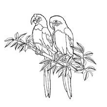 Dibujo de Dos loros posados sobre una rama con hojas para colorear
