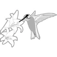 Dibujo de Colibrí alimentándose de flores de lirio para colorear
