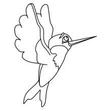 Dibujo de Colibrí de garganta roja con alas levantadas para colorear