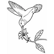 Dibujo de Colibrí libando una flor para colorear