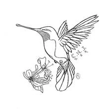 Colibrí - Dibujos para colorear gratis