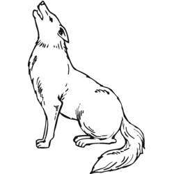Coyote - Dibujos para colorear gratis