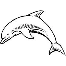 Delfín - Dibujos para colorear gratis