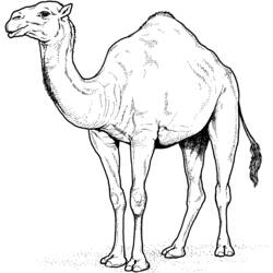 Dromedario - Dibujos para colorear gratis