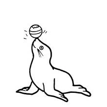 Dibujo de Foca equilibrando una pelota en su nariz para colorear
