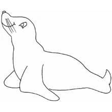 Dibujo de Foca levantando la cabeza para colorear