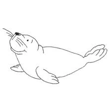 Foca - Dibujos para colorear gratis
