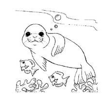 Dibujo de Foca nadando con peces para colorear
