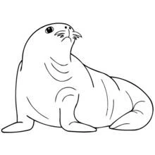 Dibujo de Foca sentada con la cabeza levantada para colorear