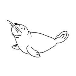 Dibujo de Foca levantando su aleta para colorear