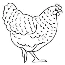 Dibujo de Gallina de pie de perfil para colorear