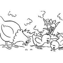 Dibujo de Gallina con dos pollitos picoteando semillas para colorear