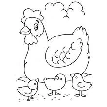 Dibujo de Gallina con tres pollitos para colorear