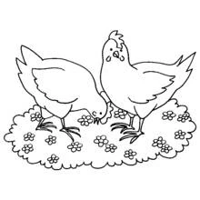 Dibujo de Gallina y gallo picoteando entre flores para colorear